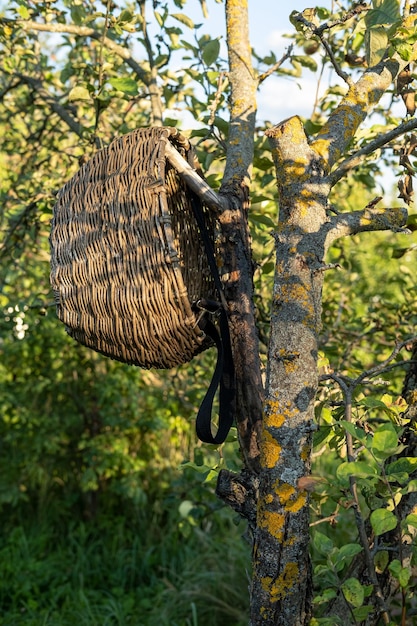 Alter Weidenkorb hängt an einem Apfelbaum im Garten auf dem Land