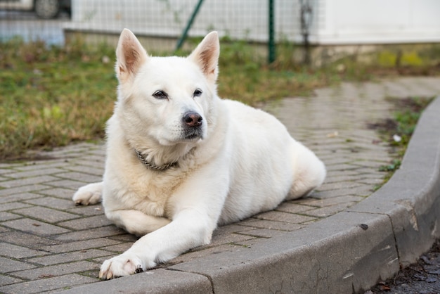 Alter weißer Schweizer Schäferhund wirft draußen auf