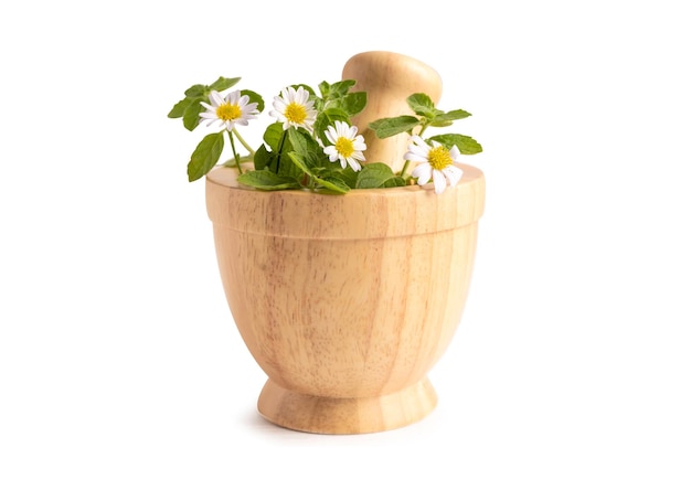 Alternative Medizin Kräuter-Bio-Medikament mit Kräutern, Blüten und Blättern, natürliche Ergänzungen für ein gesundes, gutes Leben