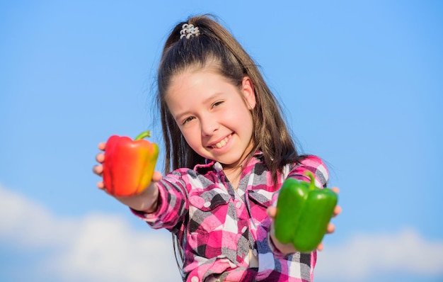 Alternatives Entscheidungskonzept Kid halten reife Paprikaernte Kind präsentiert Arten von Paprika Herbsternte einheimisches Gemüse Wählen Sie, welches Kid Mädchen rote und grüne Paprika Himmelshintergrund halten