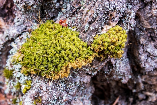 Altes, abgenutztes Baumrindenmoos wächst