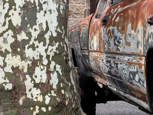 Altes Auto mit abgestreifter Karosserie, das darauf wartet, neben Platanusbäumen lackiert zu werden, die gleich aussehen