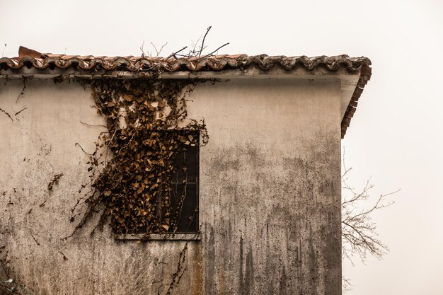 Altes Fenster mit getrockneten Blättern eines verlassenen Gebäudes Kopierbereich Selektiver Fokus