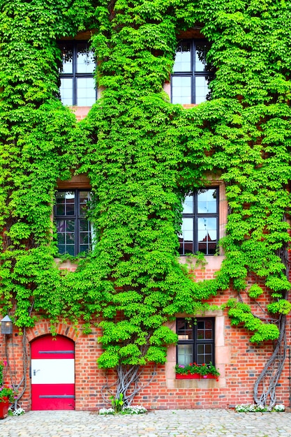 Altes Haus mit grünem Efeu bewachsen