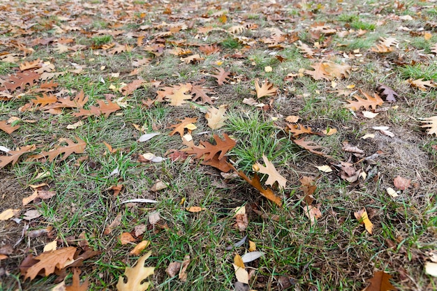 Altes herbstlaub - fotografierte nahaufnahme von alten herbstblättern, die auf dem boden liegen, abgefallene blätter, geringe schärfentiefe