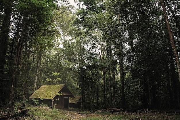 Altes hölzernes Häuschen im Wald