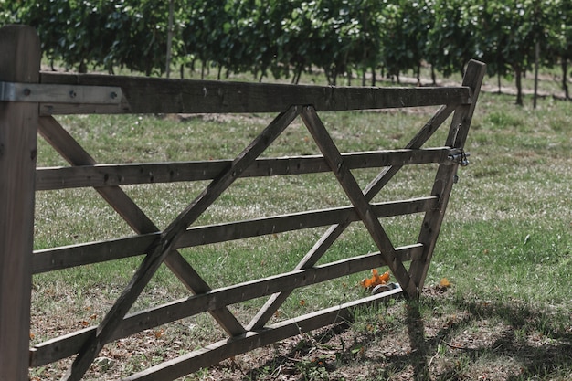 Altes Holztor zu einem Weinberg