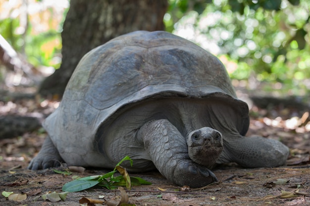 Altes Riesenschildkrötenporträt. Hochwertiges Foto