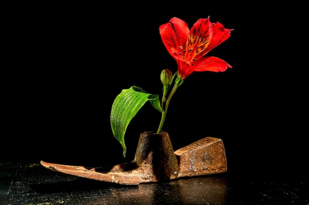 Altes rostiges Metallwerkzeug und eine rote Blume auf schwarzem Hintergrund