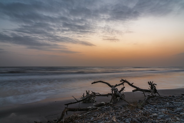 Altes Treibholz am Strand bei Sonnenaufgang