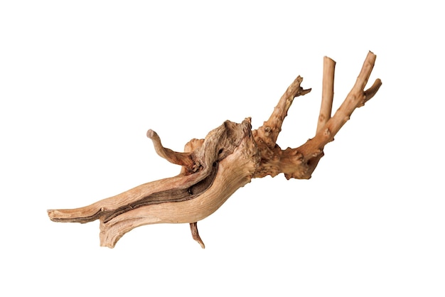 Altes trockenes Treibbaumzweig auf einem isolierten weißen Hintergrund