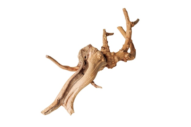 Altes trockenes Treibbaumzweig auf einem isolierten weißen Hintergrund