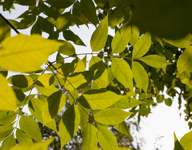 Altes Trocknen im Herbst und Ändern der Farbe des Laubes der Bäume in der Herbstsaison, Details der Bäume