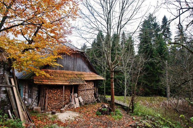 Altes verlassenes Hausholzhaus auf Wald im Herbst.