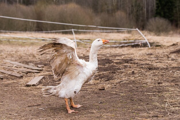 Altes weißes Gansportait auf der Natur im Freien