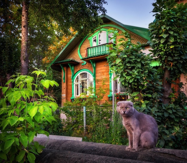 Altes Wohnhaus aus Holz und eine graue Katze in der Stadt Kimry Tver Region