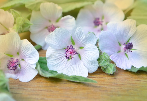 Althaea officinalis Eibisch