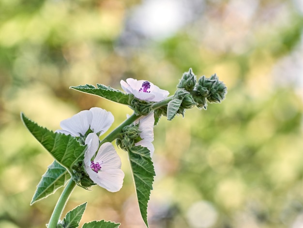 Althaea officinalis flor silvestre en el jardín