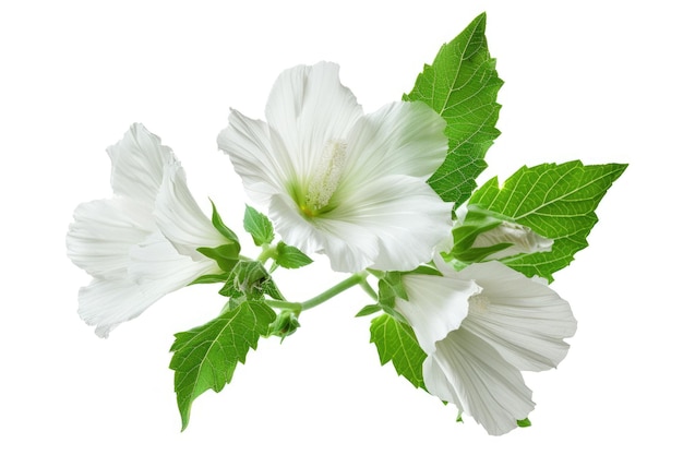 Althaea Officinalis hojas y flores aisladas sobre fondo blanco para la tos y la salud respiratoria