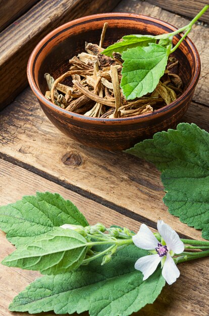 Althaea planta medicinal