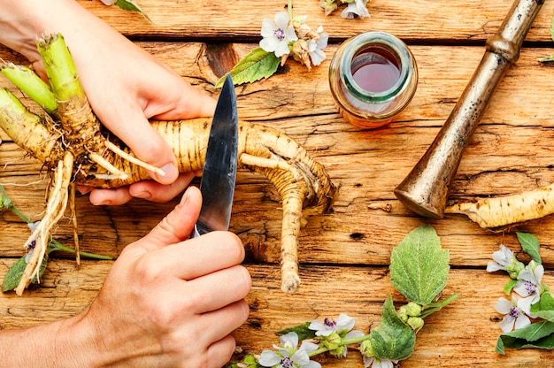 Althaea Wurzel oder Rhizom und heilende Tinktur. Heilkräuter und Pflanzen.