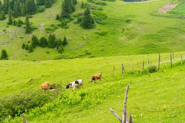 Altiplano brumoso con Giresun - Turquía