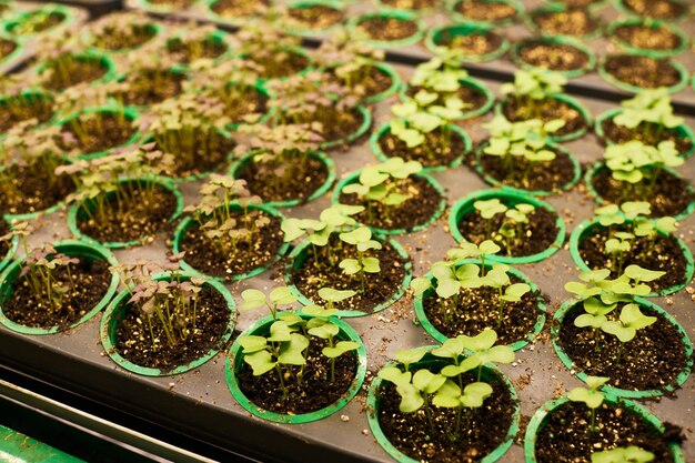 Alto ângulo de pequenos brotos verdes crescendo em pequenos vasos com solo fértil