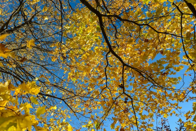 Un alto ángulo de vista de hermosos árboles amarillos durante la temporada de otoño contra el cielo azul claro