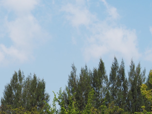 Alto arbol y cielo azul