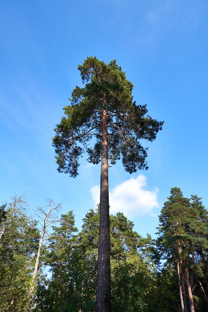 Alto pino recto en el bosque contra el cielo azul