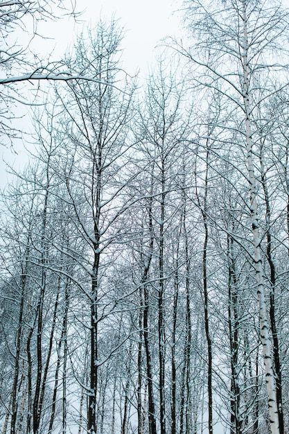 Altos abedules cubiertos de nieve blanca y esponjosa fresca en el bosque ruso temporada navideña de invierno