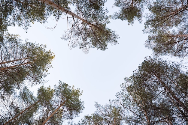 Altos abetos avançam para o céu na floresta desenhando a forma de um coração