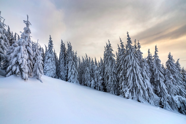 Altos árboles de abeto verde oscuro cubiertos de nieve en los picos de las montañas y el cielo nublado.