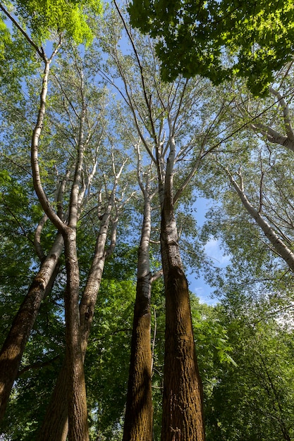 Altos árboles de hoja caduca en el verano, primer plano de la foto en un bosque o parque, contra un cielo azul