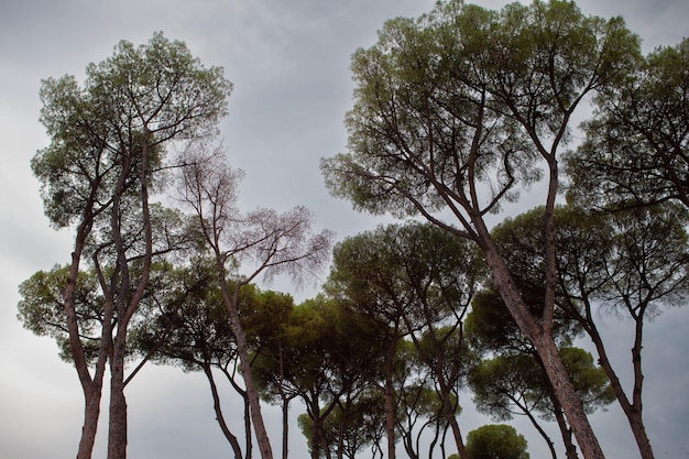 Altos árboles en un jardín italiano