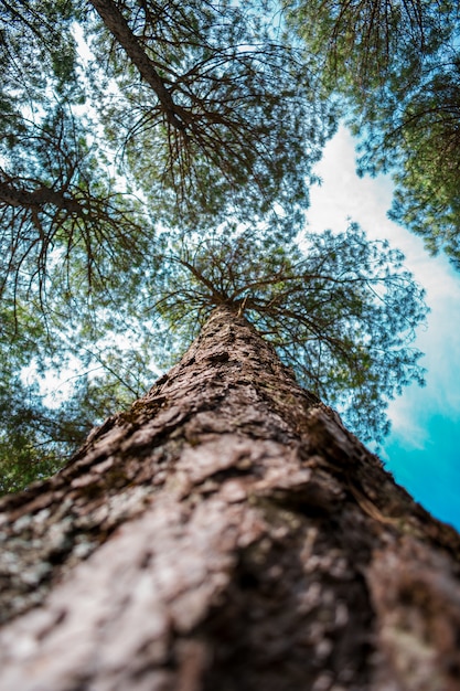 Altos árboles de montaña en españa