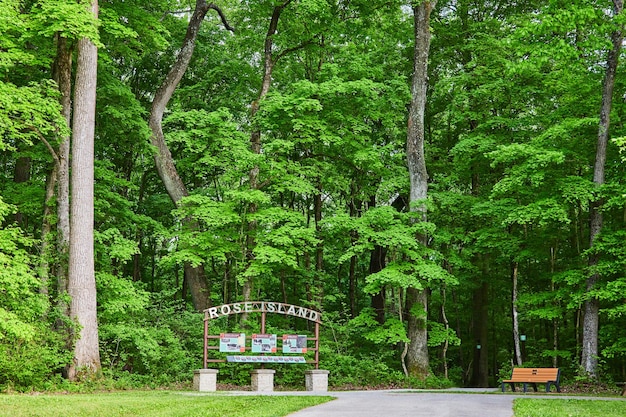 Altos árboles que se avecinan sobre señalización bosque bosque camino bosque verano hojas verdes