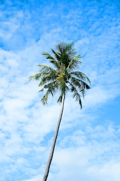 Altos cocoteros con fondo de cielo y nubes.