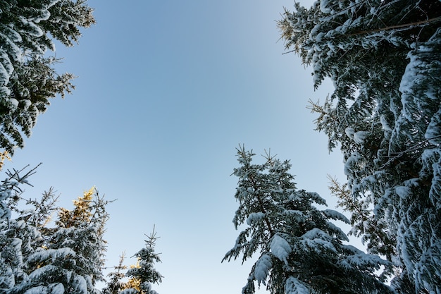 Los altos y densos abetos crecen en una ladera nevada en las montañas en un nublado día de niebla de invierno. El concepto de la belleza del bosque de invierno y las áreas protegidas.