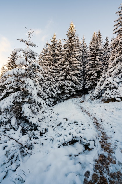 Los altos y densos abetos crecen en una ladera nevada en las montañas en un nublado día de niebla de invierno. El concepto de la belleza del bosque de invierno y las áreas protegidas.