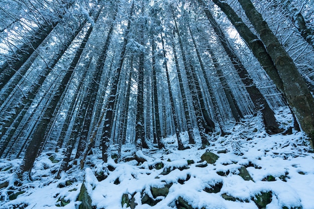 Los altos y densos abetos crecen en una ladera nevada en las montañas en un nublado día de niebla de invierno. El concepto de la belleza del bosque de invierno y las áreas protegidas.