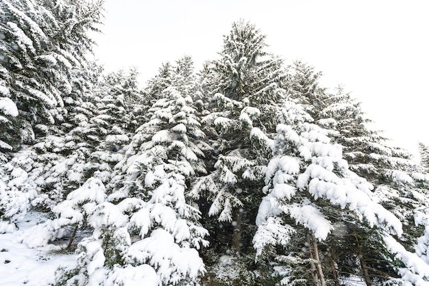 Los altos y densos abetos crecen en una ladera nevada en las montañas en un nublado día de niebla de invierno. El concepto de la belleza del bosque de invierno y las áreas protegidas.