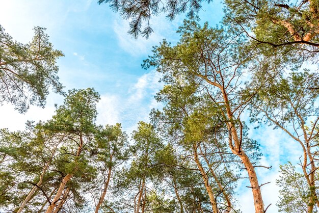 Altos hermosos troncos de pinos en el bosque de otoño con el telón de fondo de un cielo azul brillante. Otoño