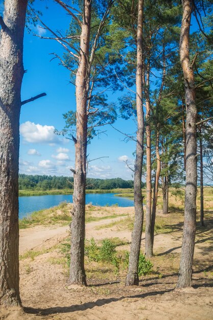 Altos pinos en el bosque en un día soleado de verano contra el cielo azul.