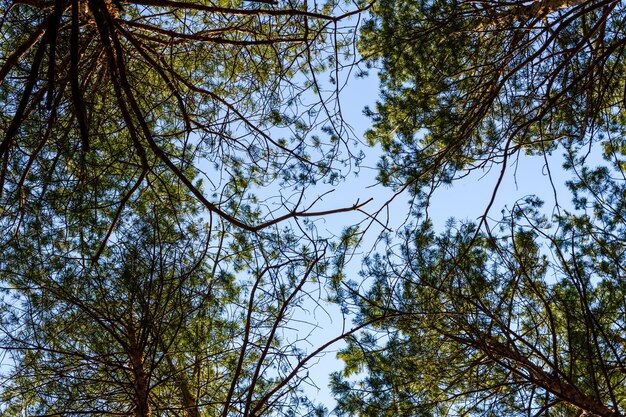 Foto altos pinos en un bosque en primavera mirando el concepto