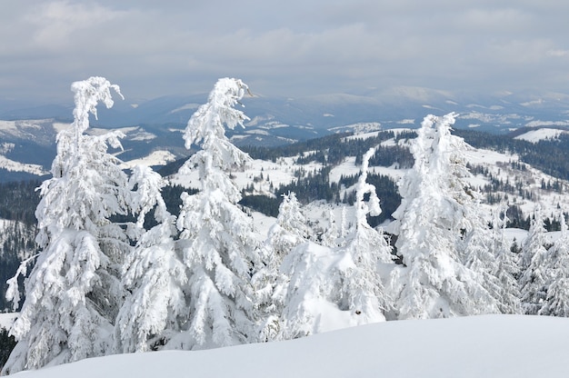 Altos pinos cubiertos de nieve en las montañas