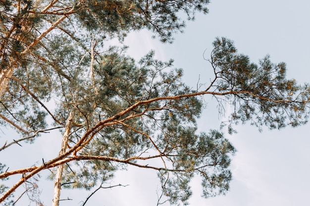 Los altos pinos de hoja perenne se destacan contra el cielo azul. vista inferior.