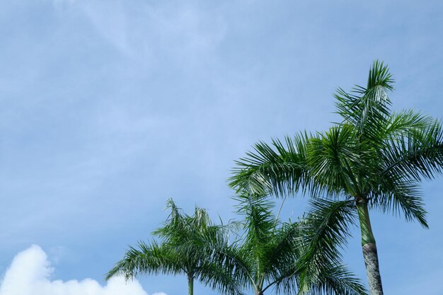 altos troncos de palmeras contra un fondo azul brillante del cielo