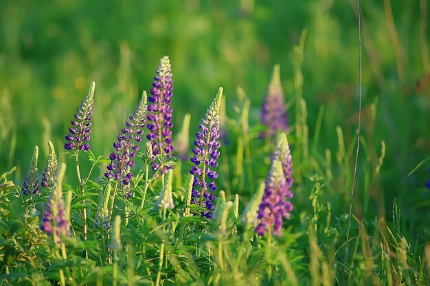 altramuces en el campo / flores de verano flores silvestres de color púrpura, naturaleza, paisaje en el campo en verano