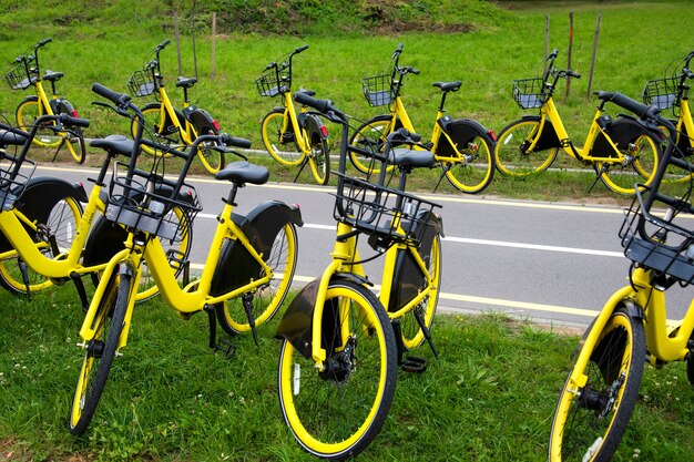 Aluguel de bicicleta amarela. Muitas bicicletas amarelas estão de pé na grama verde